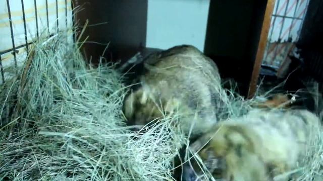 БАЙБАК И СЕНО! Степной сурок таскает сено по загону! смотреть онлайн