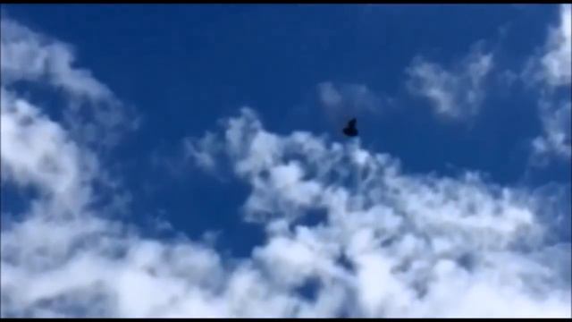 Голубь спускается после 5 часов и 30 минут полета // After 5:30 hours of flight ( Артак . Москва ) смотреть онлайн