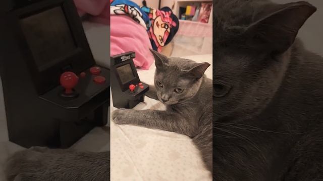 Bubbles the cat learning how to play Space Invaders. Russian Blue. Please subscribe. смотреть онлайн