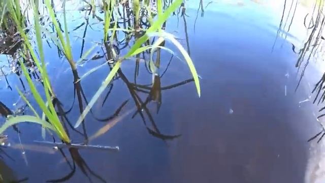 Более 30 лет он Ловит Линя. Все секреты что обожает Линь. Как поймать линя. Насадка на линя. Творог смотреть онлайн