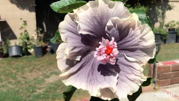 Hibiscus Moorea Boondah Boo