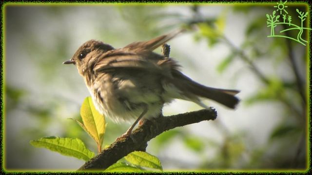 Голоса птиц Как поёт Соловей обыкновенный (Luscinia luscinia).mp4 смотреть онлайн