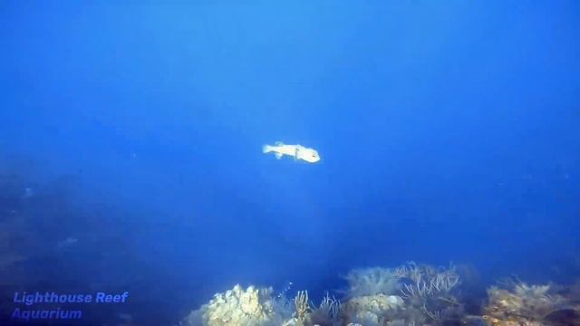 Mergulho em Belize: Great Blue Hole, Half Moon Caye e San Pedro смотреть онлайн