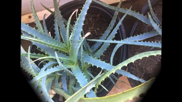 Aloe Arborescens Plants смотреть онлайн
