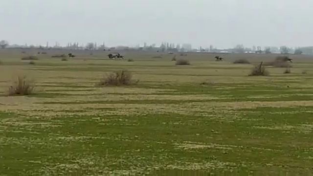Любительская скачка на 1200 м, среди лощадей до 2-хлет.