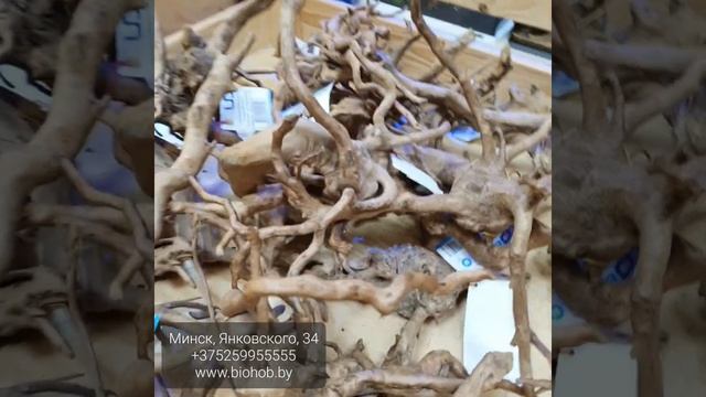 LIVE! Tetra Explorer Line на 60 литров в чёрном и белом цветах. смотреть онлайн