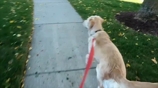 СОБАКИ СПАСАЮТ ЖИЗНЬ ЛЮДЯМ. Топ 10 случаев спасения людей животными. смотреть онлайн