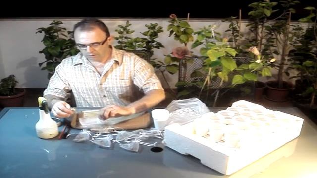 Sijanje sjemena hibiskusa - Denis Bojčić смотреть онлайн