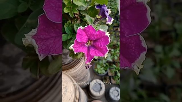 Petunia | Grandiflora | Multiflora | Supertunia | Cascadia | Surfinia | Subscribe, Share & like?? смотреть онлайн