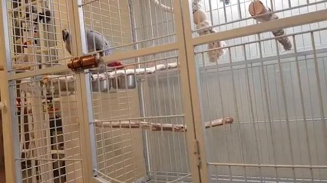 Повышенная разговорчивость попугая Стёпы смотреть онлайн