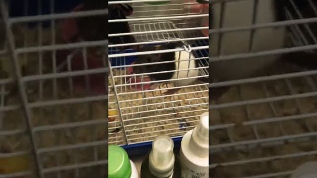 Смешная крыска 2018 ?