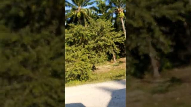 пальмы и плоды из которых делают пальмовое масло Гондурас дек 28/19 смотреть онлайн