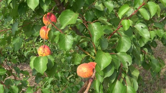 Абрикос Цегледи Бибер/ Плоды долго сохраняются на дереве смотреть онлайн