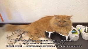 Как отучить кошку гадить в неположенном месте: народные средства и советы