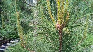 Сосна на участке-что нужно знать