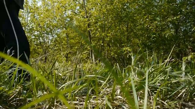 День кедра 2012 смотреть онлайн