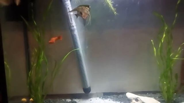 #Урааа наши рыбки здоровы #вылечили от манки смотреть онлайн