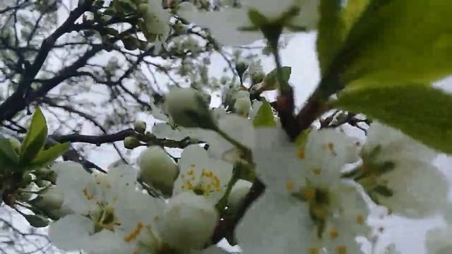 Цветёт?терновник! смотреть онлайн