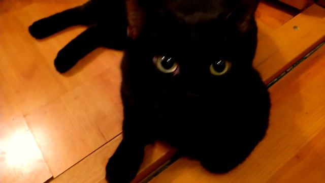 ВАСИЛЁК ПРОСИТСЯ НА УЛИЦУ 24 ЧАСА В СУТКИ.😾🥴 смотреть онлайн