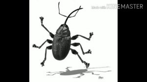 Я ВЕСЁЛЫЙ ТАРАКАН Я БЕГУ БЕГУ БЕГУ