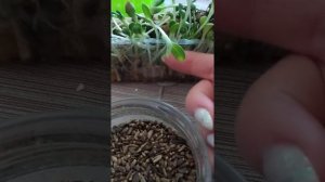 #микрозелень #расторопша в домашних условиях