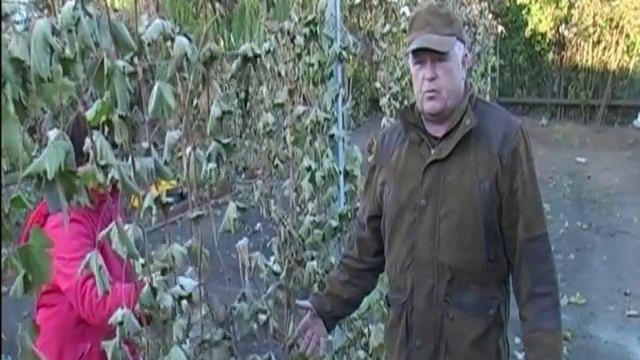 обрезка вин