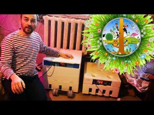 ОВОСКОПИРУЮ яйца в инкубаторе, кого оставил и сколько