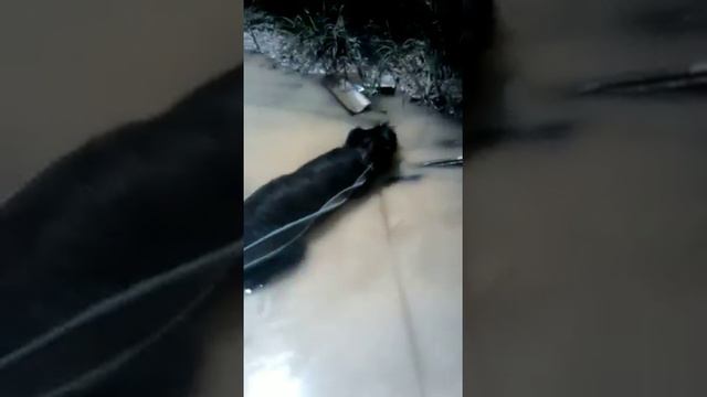 Выгул в приюте! смотреть онлайн