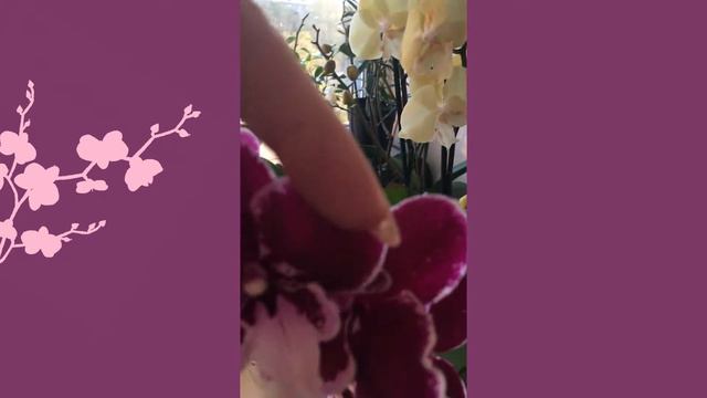 Обзор сорта Орхидей Reyoung Edie