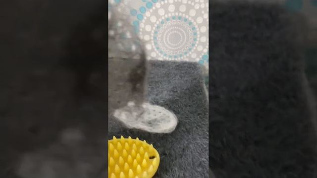 #лайфхак как избавиться от шерсти по всему дому смотреть онлайн