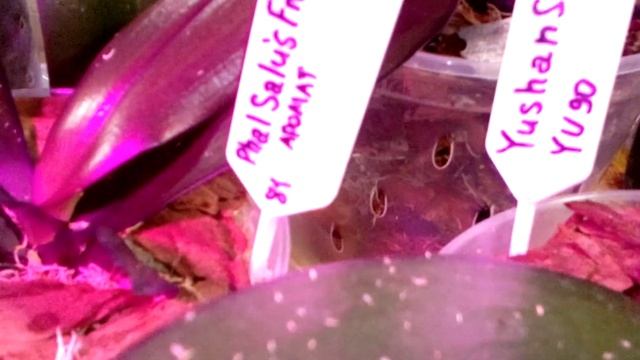 Обзор моих орхидей.Лайфак,как подвесить кашпо с орхидеей на окне. смотреть онлайн