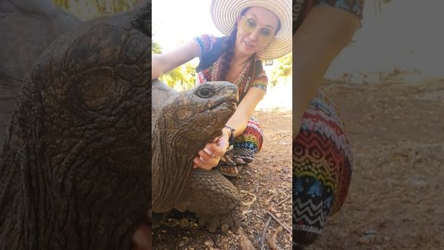 Слоновая черепаха на острове Призон (Стоун-Таун, Занзибар, Танзания). смотреть онлайн