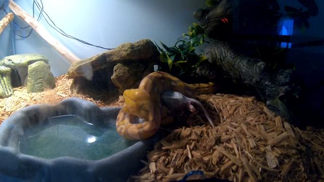 Reticulated Python "Joji" 29th Feeding 3-8-18 смотреть онлайн