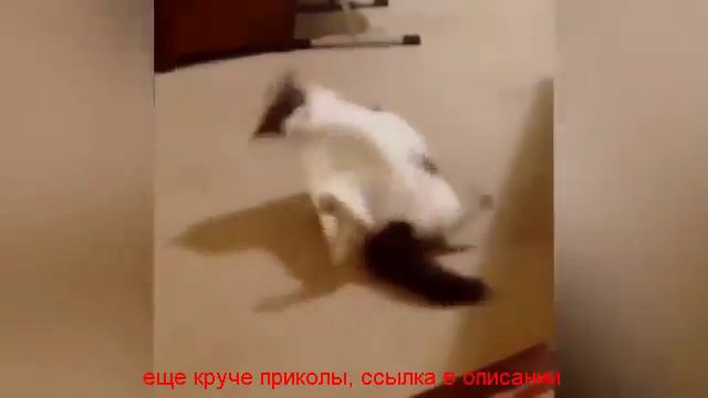 видео приколы 2017 про животных бесплатно смотреть онлайн