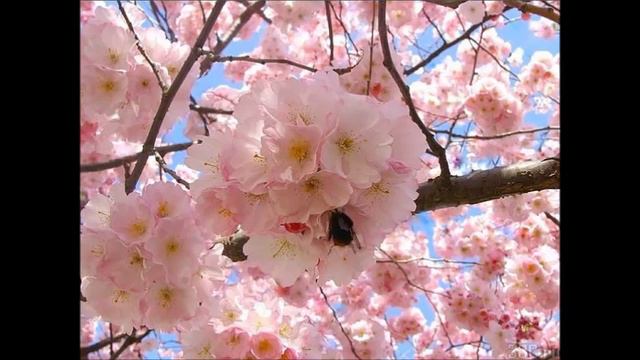 136 Александр Архангельский. Богородице, Дево, радуйся. Вокальный квартет Раифского монастыря ,Прит смотреть онлайн