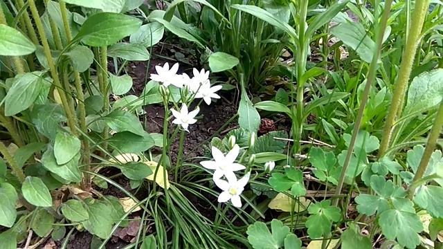 Птицемлечник смотреть онлайн