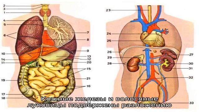 Как лечить демодекоз у собак? смотреть онлайн