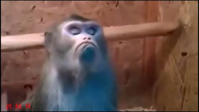 Лолита "Я обиделась".mp4 смотреть онлайн