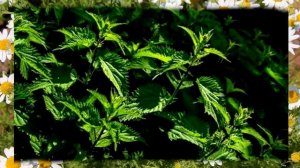 Крапива: лечебные свойства, рецепты и применение. Польза крапивы