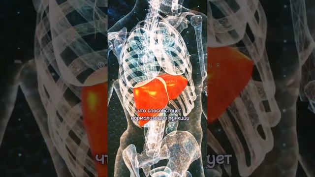 Польза и Вред Расторопши для организма смотреть онлайн