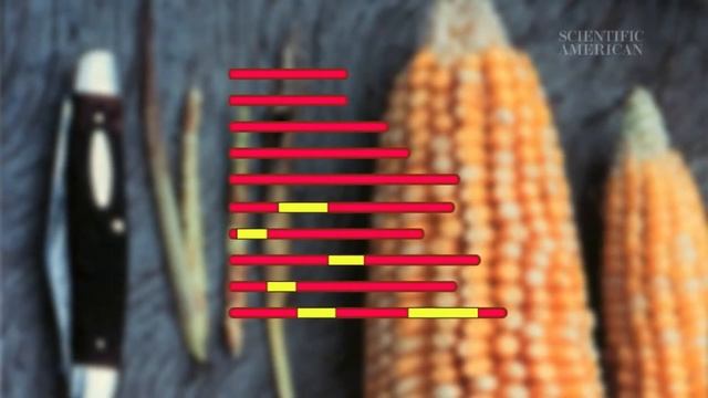 Что такое генетически модифицированная пища? смотреть онлайн