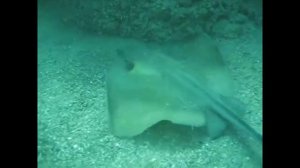 Опасности Черного моря.