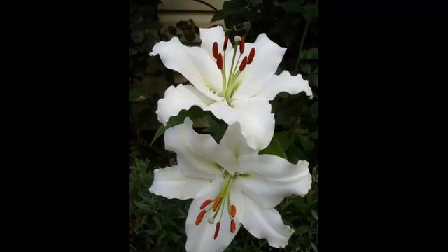 #Лилии27 #Цветы для сада и бизнеса от Ольги Шевчук смотреть онлайн