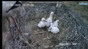 Аист дальневосточный гнездо птенцы шум леса релаксация для сна