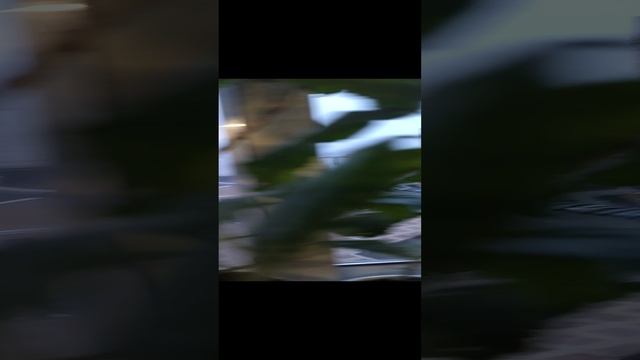 Цветение Гибискуса. На балконе 24 ноября 2022г смотреть онлайн