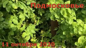 Картофель СЫНОК суперкрупный сорт