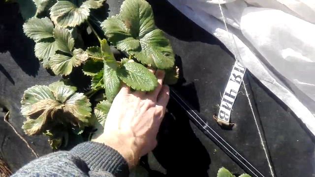 Клубника с укрытием и без. смотреть онлайн