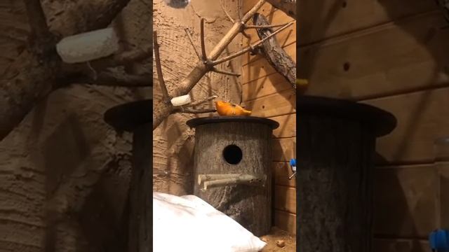 Дуплянка для белки по имени Белла смотреть онлайн