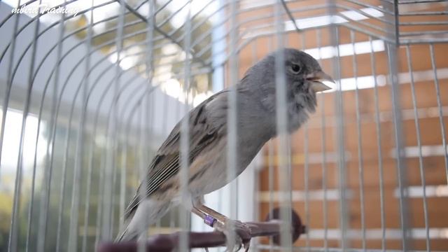 DON'T Skip THIS CANARY ! The Best Canary Of 2021 Breeding - Powerful Canary Training Song