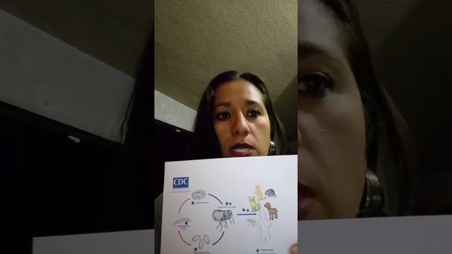 Pulex Irritans (Pulga común) смотреть онлайн